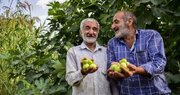 شکرانه‌ نعمت سبز؛ وقتی عطر انجیر در گلوگاه، طعمِ شکرگزاری را می‌چشاند