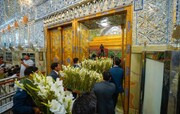 گل آرایی ضریح مطهر علوی هم‌زمان با ایام ولادت پیامبر خاتم(ص) و امام صادق(ع)