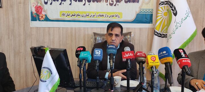 ۸۰ تا ۹۰ درصد کشت ایلام گندم است