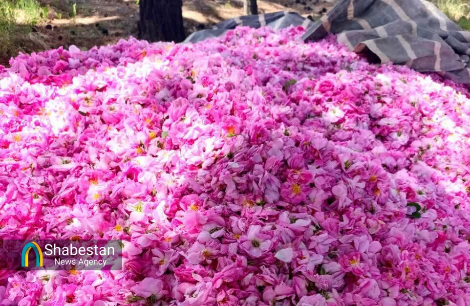 بانوی کارآفرین خراسانجنوبی؛ از یک نیچه کوچک تا رویای راهاندازی کارگاه عرقیات