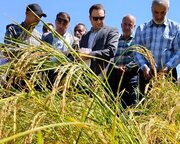 جهاد شالیکاران گلوگاهی در سنگر امنیت غذایی