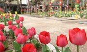 اجرای طرح احیای سنگ مزار و حجله‌های شهدای بهشت زهرا(س)
