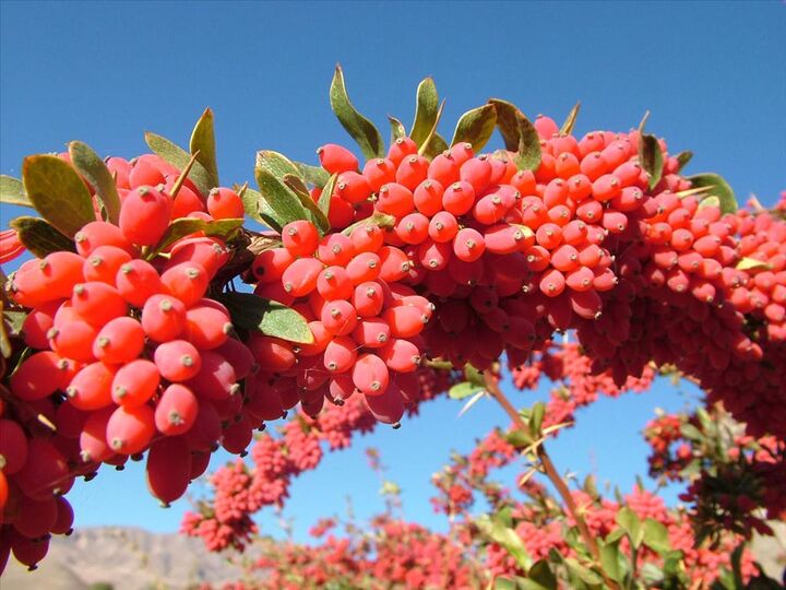 زرشک خاوران؛ در دوراهی خام‌فروشی و ارزش‌آفرینی