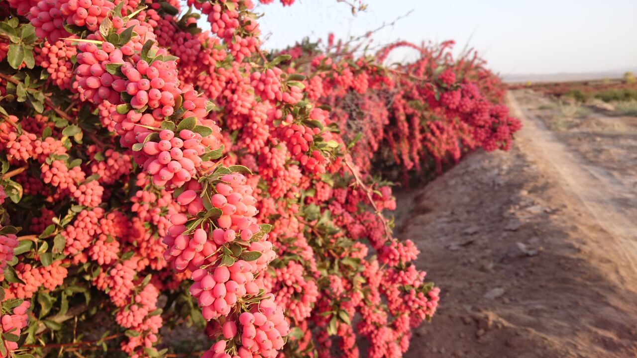 زرشک خاوران؛ در دوراهی خام‌فروشی و ارزش‌آفرینی