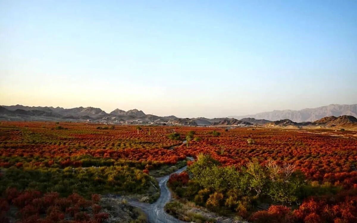 زرشک خاوران؛ در دوراهی خام‌فروشی و ارزش‌آفرینی