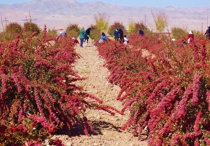 زرشک خاوران؛ در دوراهی خامفروشی و ارزشآفرینی