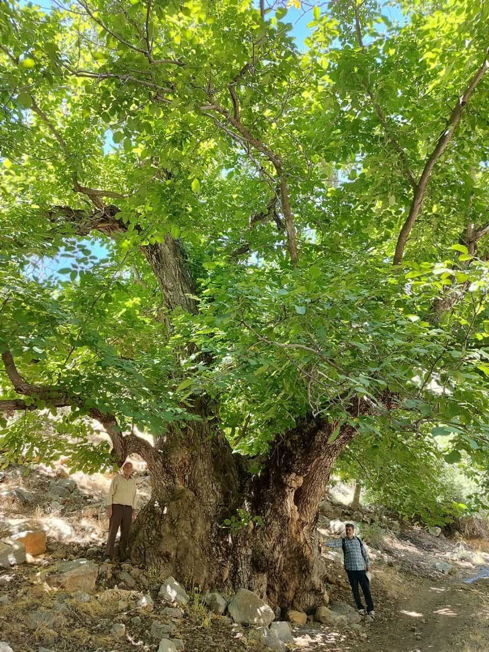 ثبت ملی کهن‌ترین درخت گردوی ایران در کهمان سلسله؛ رونمایی از لوح ثبت همزمان با جشنواره گردو