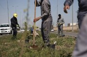 آمادگی آستان مقدس علوی برای برگزاری بزرگ‌ترین پویش درختکاری در نجف