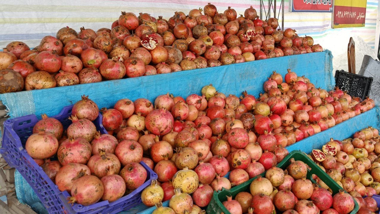 یاقوت بهشتی در بنبست فرآوری/ مرثیهای بر طلای سرخ باغات