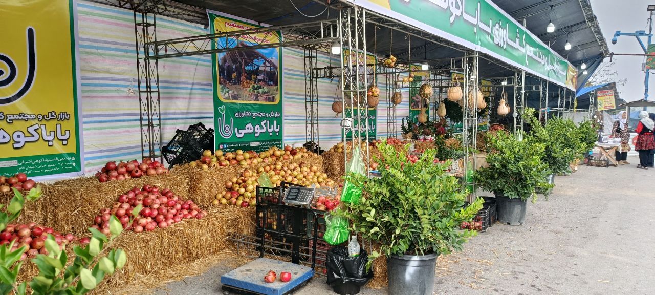 یاقوت بهشتی در بن‌بست فرآوری/ مرثیه‌ای بر طلای سرخ باغات