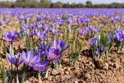 آغاز برداشت طلای سرخ در دشت‌های بنفش روستای علوی کاشان