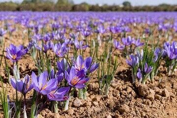 آغاز برداشت طلای سرخ در دشت‌های بنفش روستای علوی کاشان