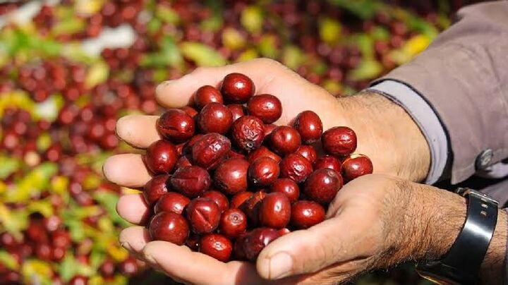 ثبت ملی جشنواره عناب الیگودرز