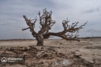۳۰۰ هزار هکتار از اراضی گلستان در معرض بیابان زایی است
