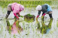سطح زیر کشت برنج در خراسان شمالی به ۸۵۰ هکتار کاهش یافته است