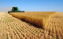 ۱۶۵ هزار تُن گندم در خراسان شمالی تولید می شود