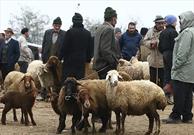 بازگشایی میدان عرضه دام در گلستان