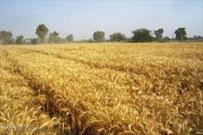 بیش از ۲۵۰ میلیارد تومان گندم در لرستان خریداری شده است