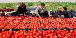 ۱۹۰ هزار تن گوجه فرنگی در سطح گلستان برداشت شد