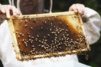 ایجاد فرصت تولید سالانه عسل کُنار در قیروکارزین