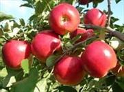 برداشت ۶۰۰ تن سیب از باغات شهرستان البرز