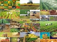 ۱۲۸ میلیون تن محصول کشاورزی در سال ۹۹ تولید می‌شود