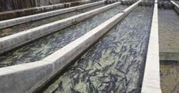 تولید بیش از یک هزار و ۶۰۰ تن ماهی در استخرهای کشاورزی قزوین