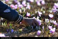کشت زعفران در روستاهای قزوین با حمایت قرارگاه پیشرفت و آبادانی سپاه