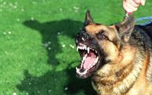 تهدید جان شهروندان جهرمی از «کرونا» تا جولان سگ های ولگرد