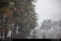 بارش نخستین برف پاییزی قزوین را سفیدپوش کرد