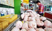 پرواز قیمت مرغ به ۱۵ هزار تومان/ حقوق مصرف کنندگان در صنعت مرغ پایمال شد