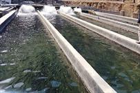 جهش تولید با پرورش ماهی تیلاپیا در خراسان جنوبی/ ظرفیت تولید آبزیان به ۲۵۰۰ تن می رسد