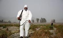 مبارزه با آفت ملخ در سطح ۴۵ درصد از اراضی کشاورزی سیستان و بلوچستان انجام شد