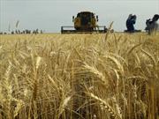 روزانه  ۱۰ هزار تن گندم از کشاورزان قزوینی خریداری می شود