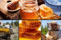 ۲ هزار نفر در بخش تولید عسل در استان ایلام فعالیت دارند