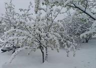 برف ارتفاعات استان اردبیل را سفید پوش کرد