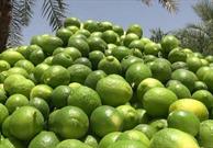 ارسال بیش از ۱۳۰ هزار تن لیمو ترش به میادین میوه کشور