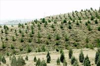 اجرای جنگل کاری اقتصادی در سطح ۷۴۰ هکتار از اراضی شهرستان آبدانان