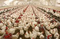 سالن پرورش مرغ گوشتی در راسک به بهره برداری رسید