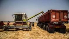 پیش بینی برداشت ۷۵۰ هزار تن گندم در همدان