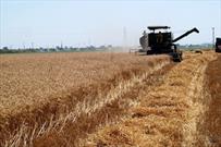 خرید تضمینی بیش از ۱۳ هزار تن گندم مازاد از کشاورزان قیروکارزین