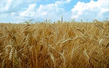 بحران کمبود بذر در شهرستانی که قطب کشاورزی استان است/ لزوم برخورد با دلالان و قاچاقچیان بذر در دهلران