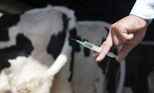 گزارش حیوان گزیدگی در خاش/ واکسیناسیون رایگان هاری در مراکز جامع سلامت خاش
