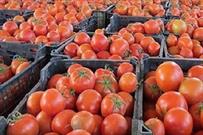 خرید مستقیم گوجه فرنگی از کشاورزان شهرستان خرم بید توسط کارخانه های صنایع تبدیلی