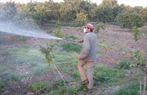 ۸۰ درصد سموم کشاورزی در رفسنجان برای مبارزه با پسیل به کار می رود