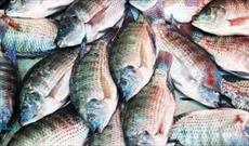 روزانه ۴تن ماهی از زابل صادر می شود