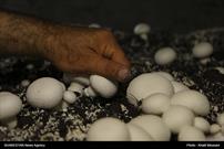 سالانه بیش از ۴۴۰۰ تن قارچ در گیلان تولید می شود