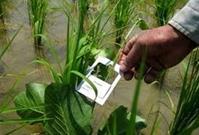 مبارزه بیولوژیک با آفت کرم ساقه خوار برنج در ۸٠ هکتار از اراضی  لنگرود