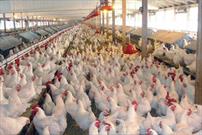 شیروان، رتبه اول تولید مرغ در خراسان شمالی را دارد