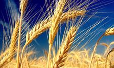 افزایش ۱۷ درصدی توزیع بذر گندم در استان ایلام